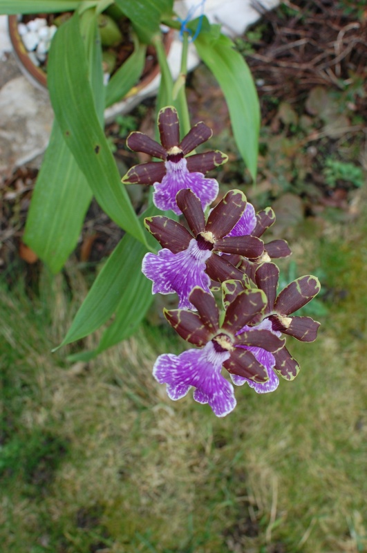 Zygopetalum Arthur Elle